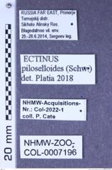 Etiketten zu Ectinus piloselloides (Schwarz, 1891) (NHMW-ZOO-COL-0007196)